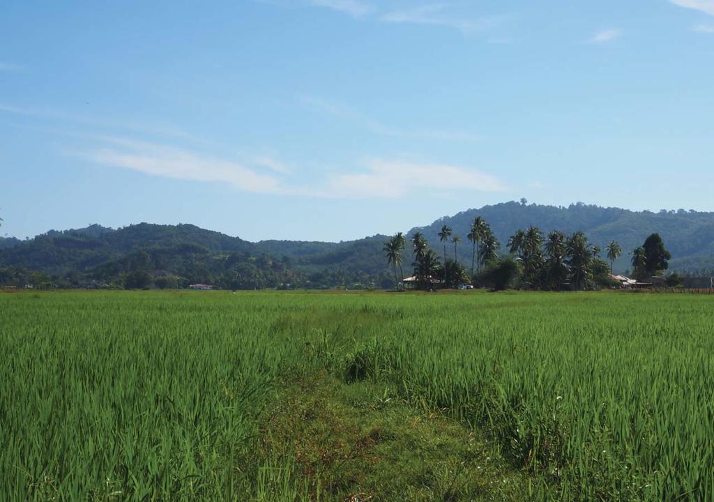 Panji Panji Tropical Wooden *